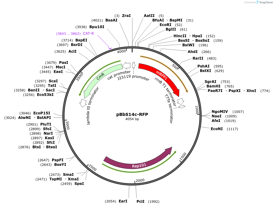 126189-plasmid-map-sequence-id-247784