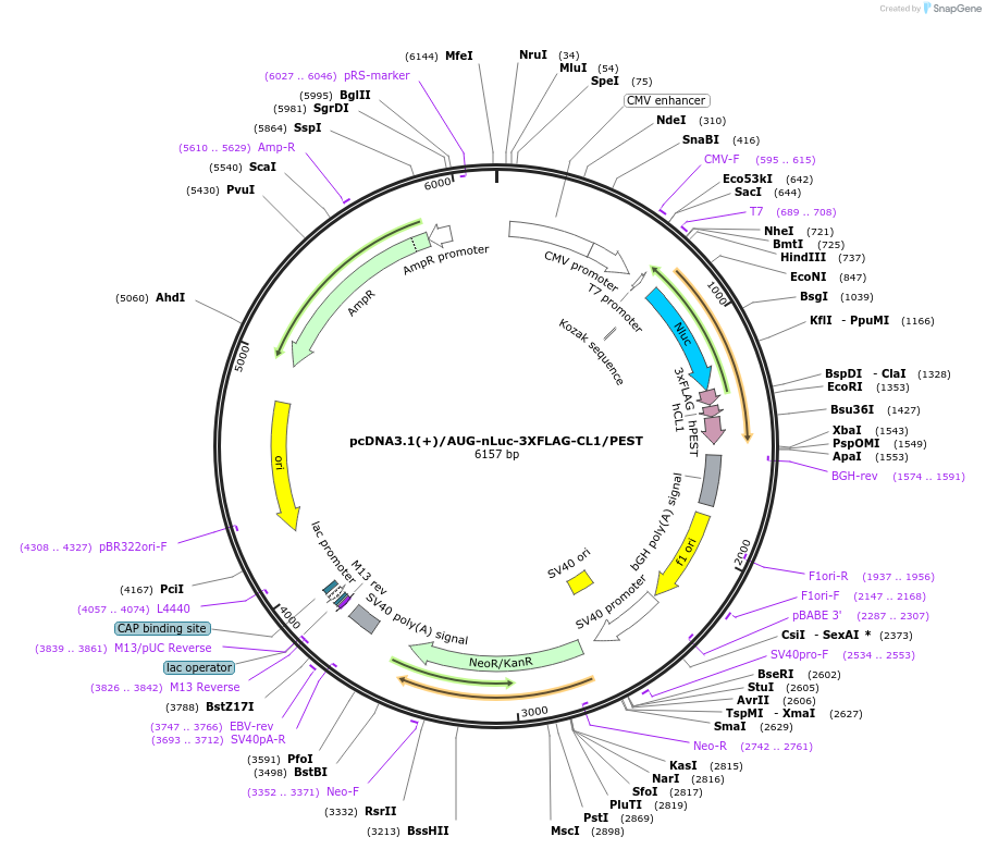 127315-plasmid-map-sequence-id-247786