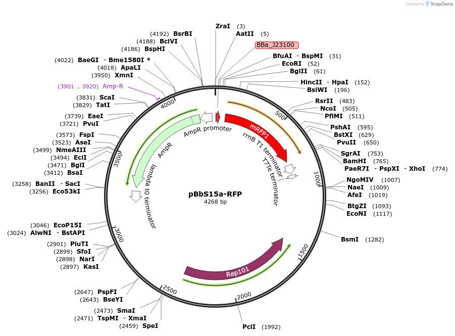 126190-plasmid-map-sequence-id-247788