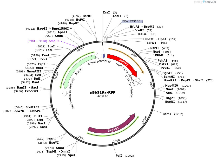 126191-plasmid-map-sequence-id-247790