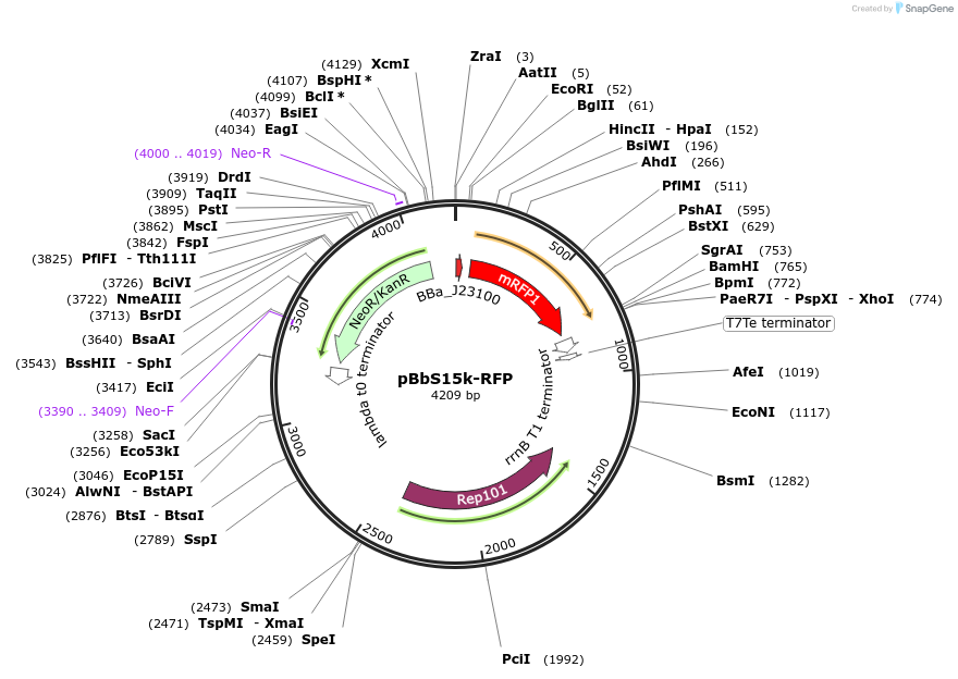 126194-plasmid-map-sequence-id-247806