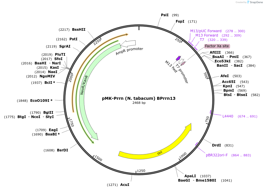 123502-plasmid-map-sequence-id-247831