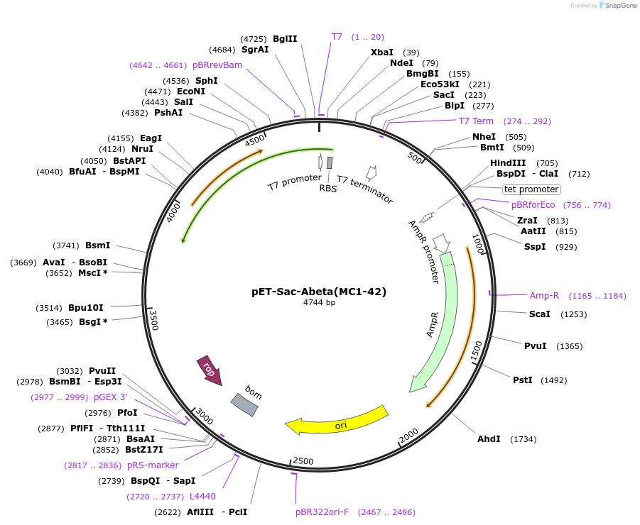 127151-plasmid-map-sequence-id-247835
