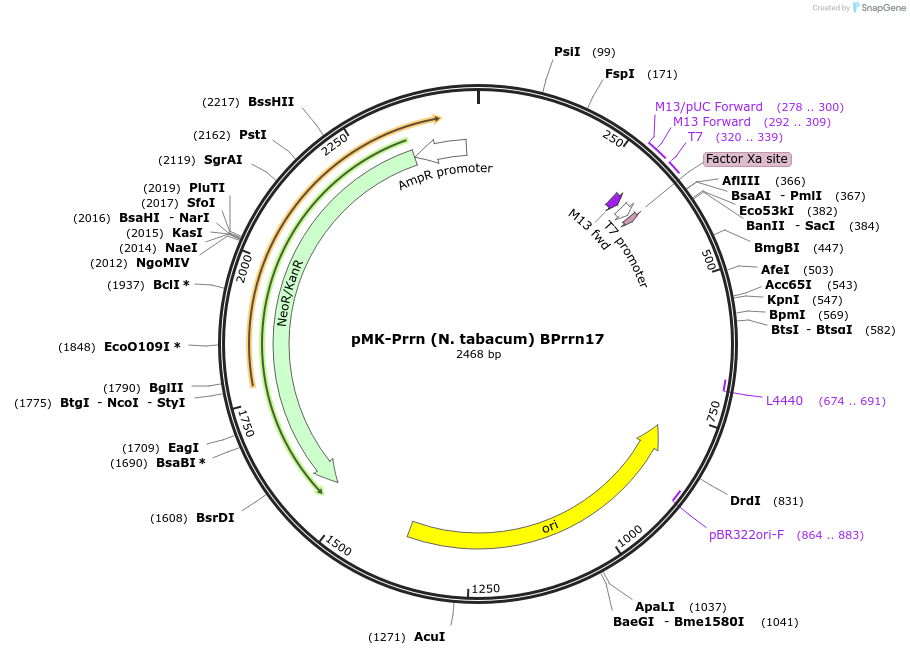 123506-plasmid-map-sequence-id-247839