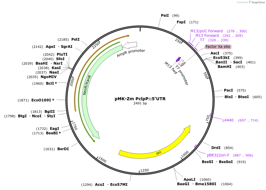 123511-plasmid-map-sequence-id-247844