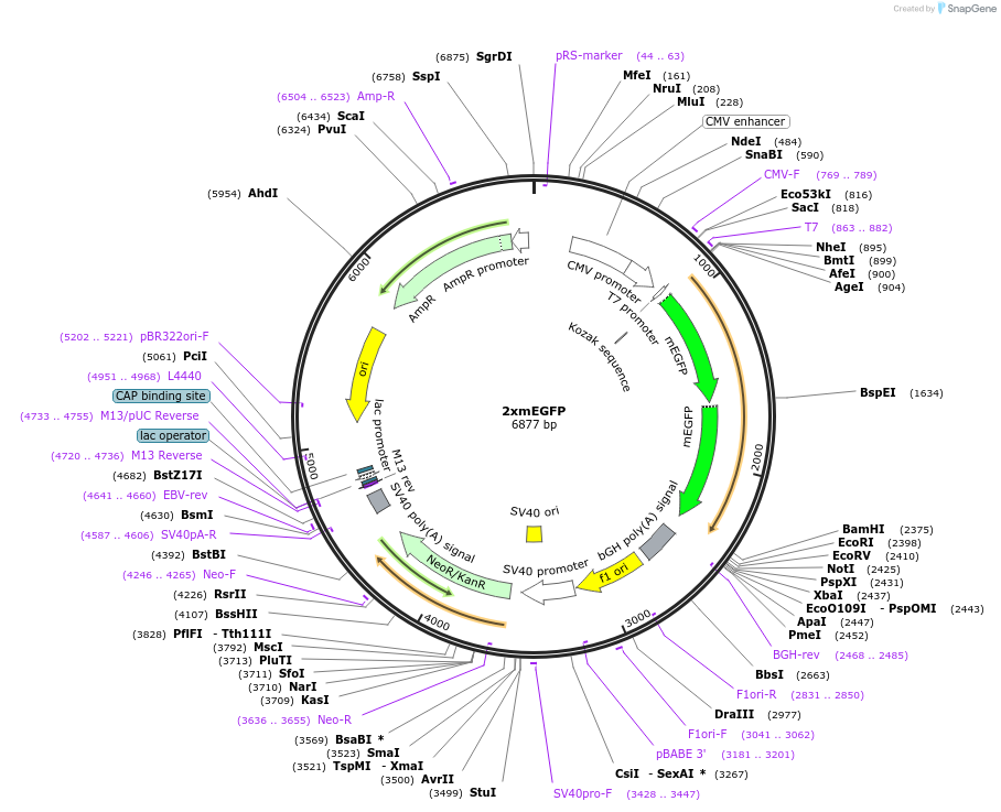 127799-plasmid-map-sequence-id-247847