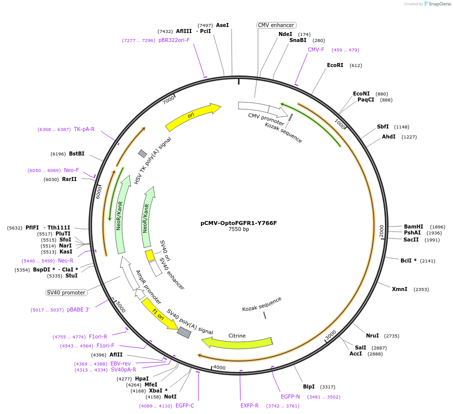 59777-plasmid-map-sequence-id-247857