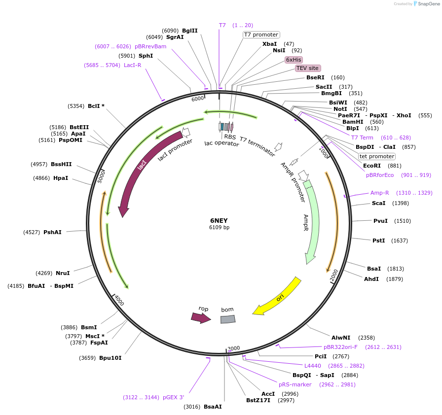 127295-plasmid-map-sequence-id-247860