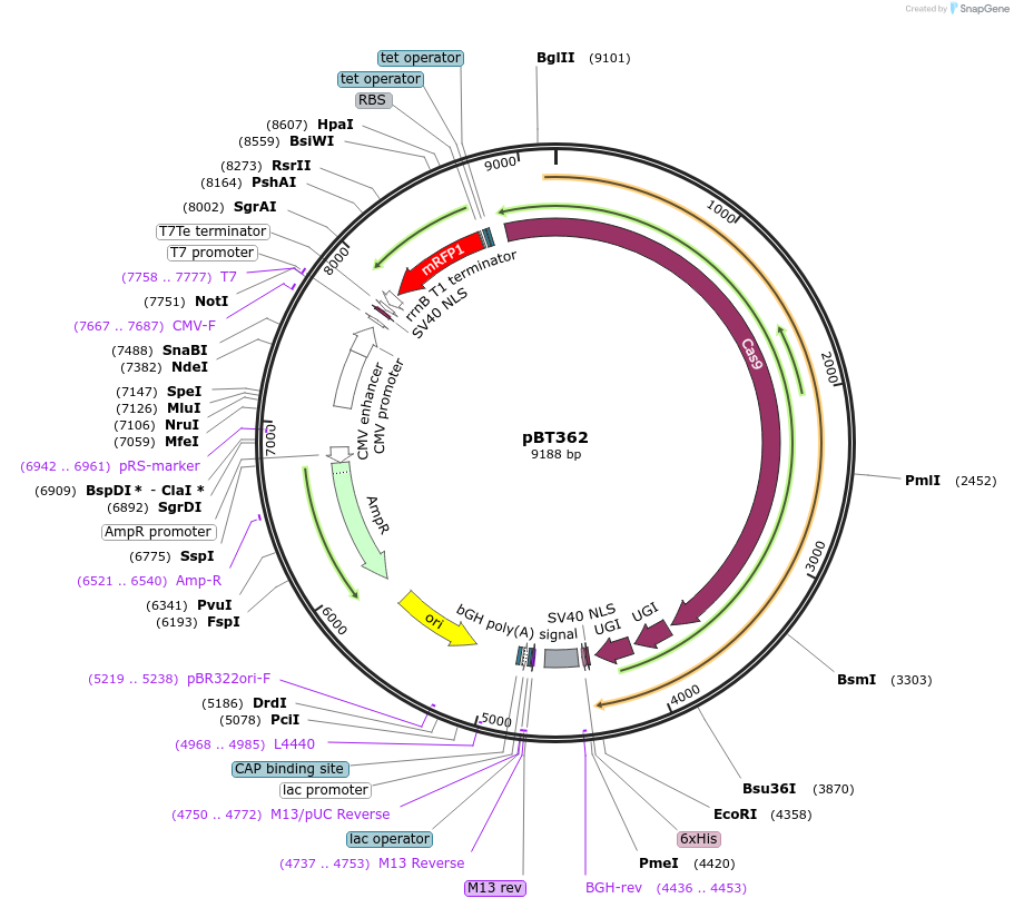 127844-plasmid-map-sequence-id-247861