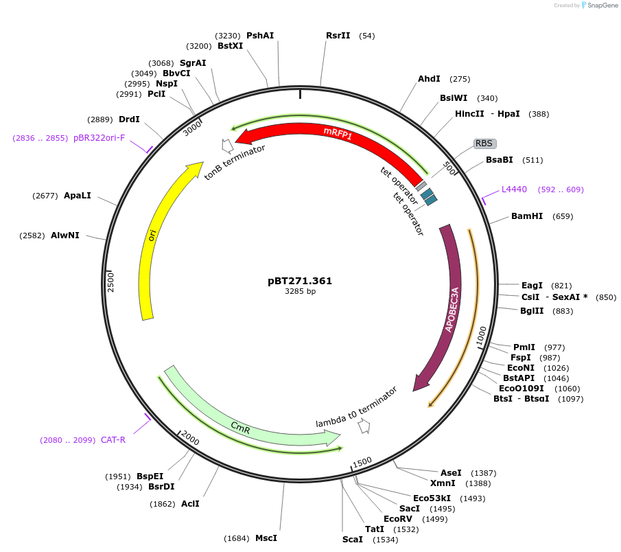 127846-plasmid-map-sequence-id-247870