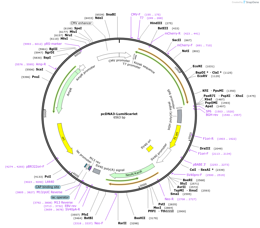 126623-plasmid-map-sequence-id-247875