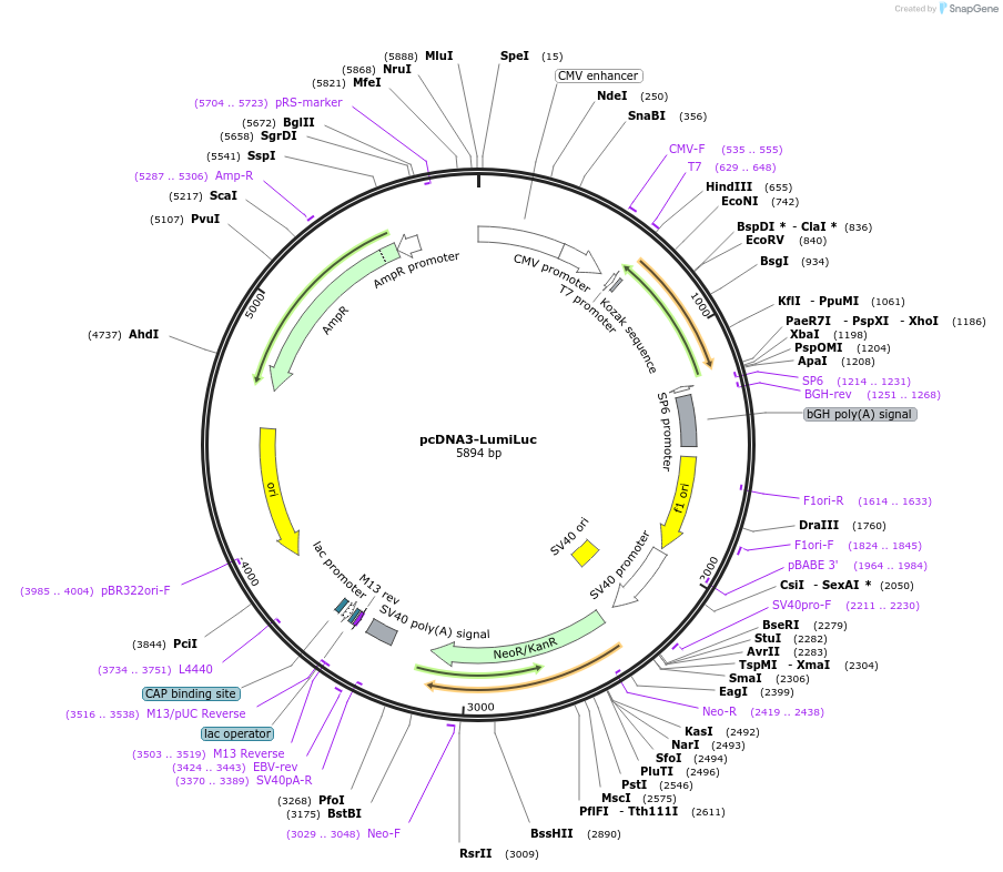 126622-plasmid-map-sequence-id-247876