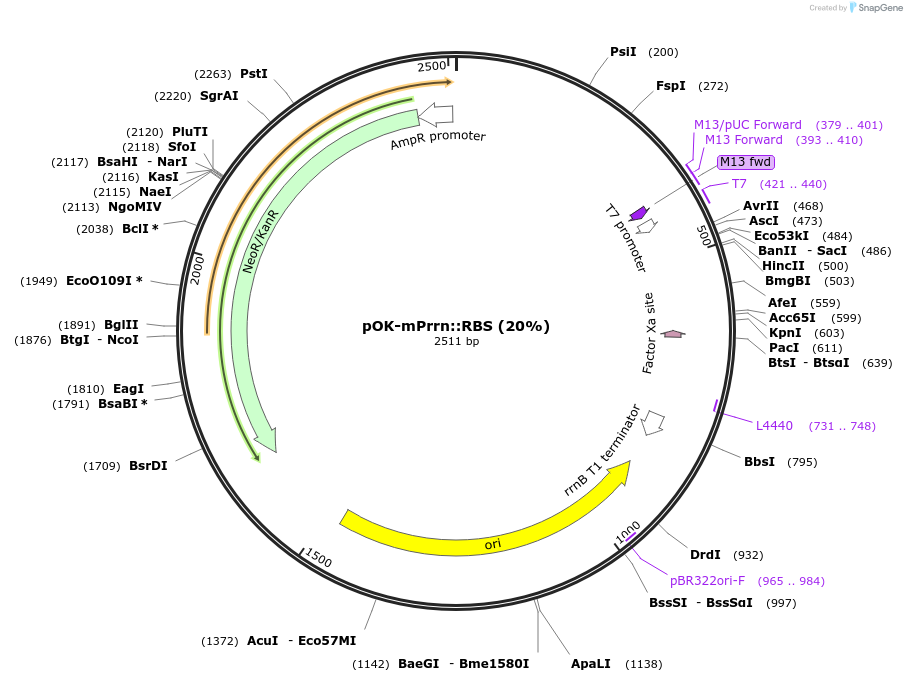 123515-plasmid-map-sequence-id-247878