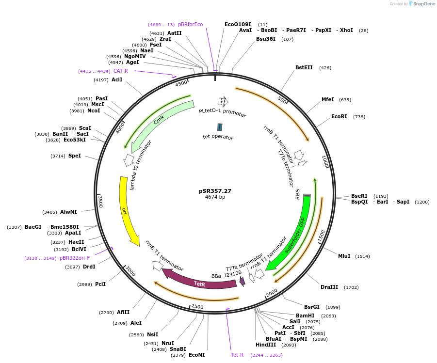 125110-plasmid-map-sequence-id-247883