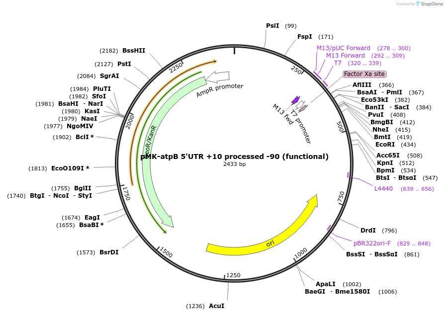 123522-plasmid-map-sequence-id-247888