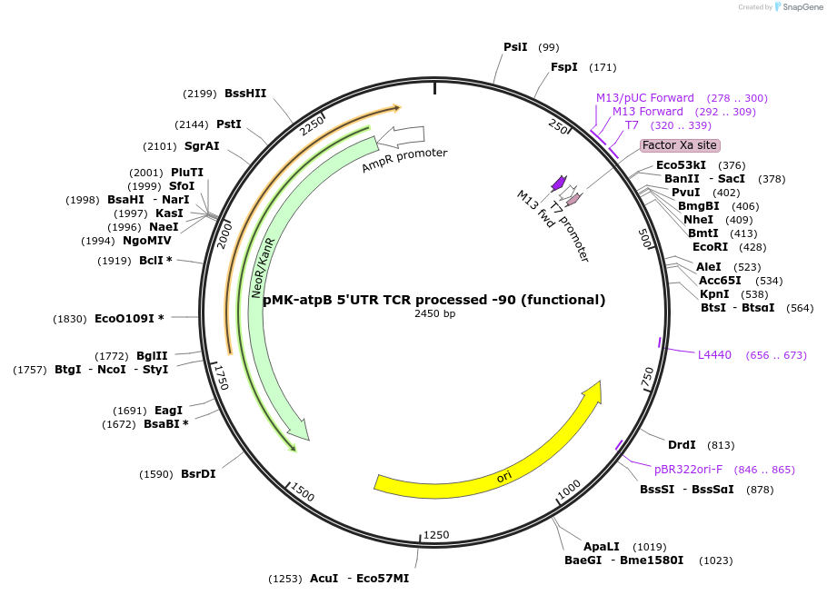 123523-plasmid-map-sequence-id-247891