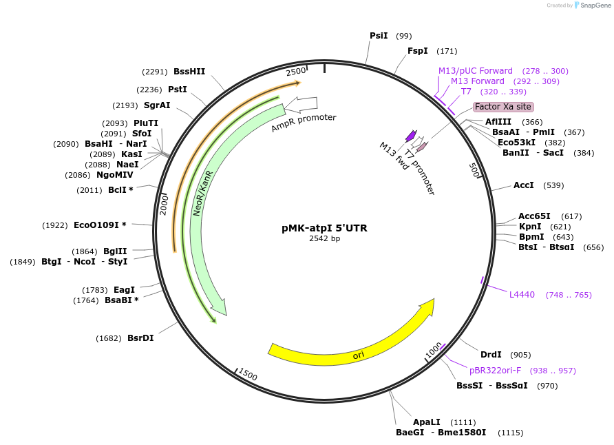123526-plasmid-map-sequence-id-247896