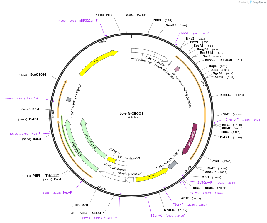120410-plasmid-map-sequence-id-247900