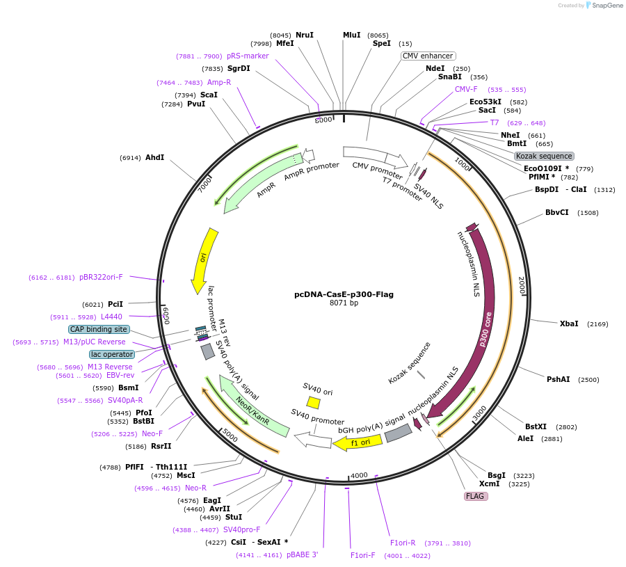 106275-plasmid-map-sequence-id-247907