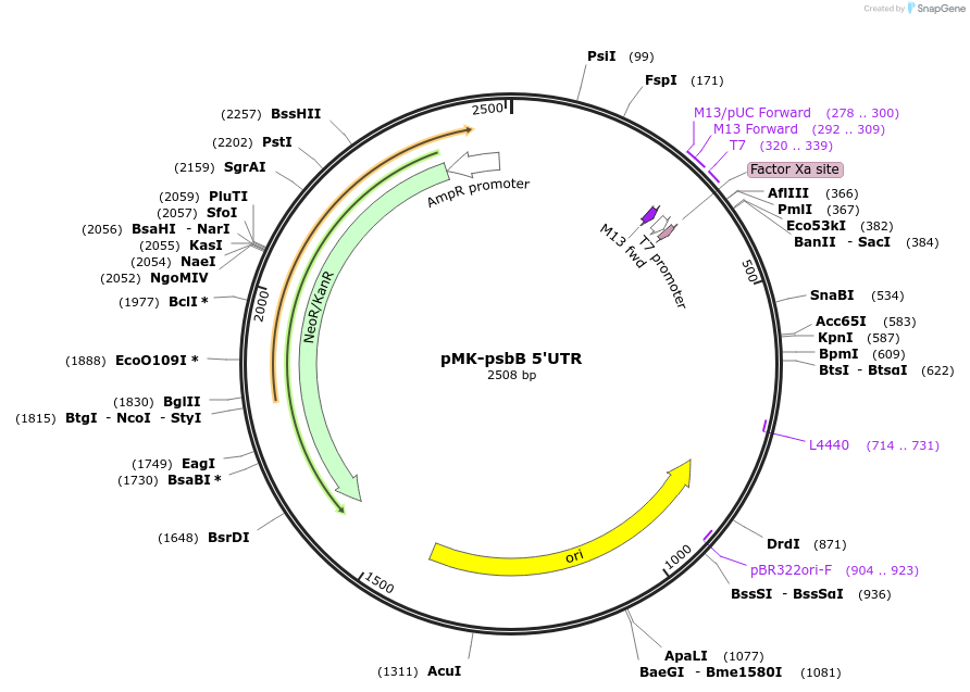 123529-plasmid-map-sequence-id-247908