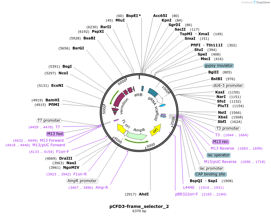 127555-plasmid-map-sequence-id-247917