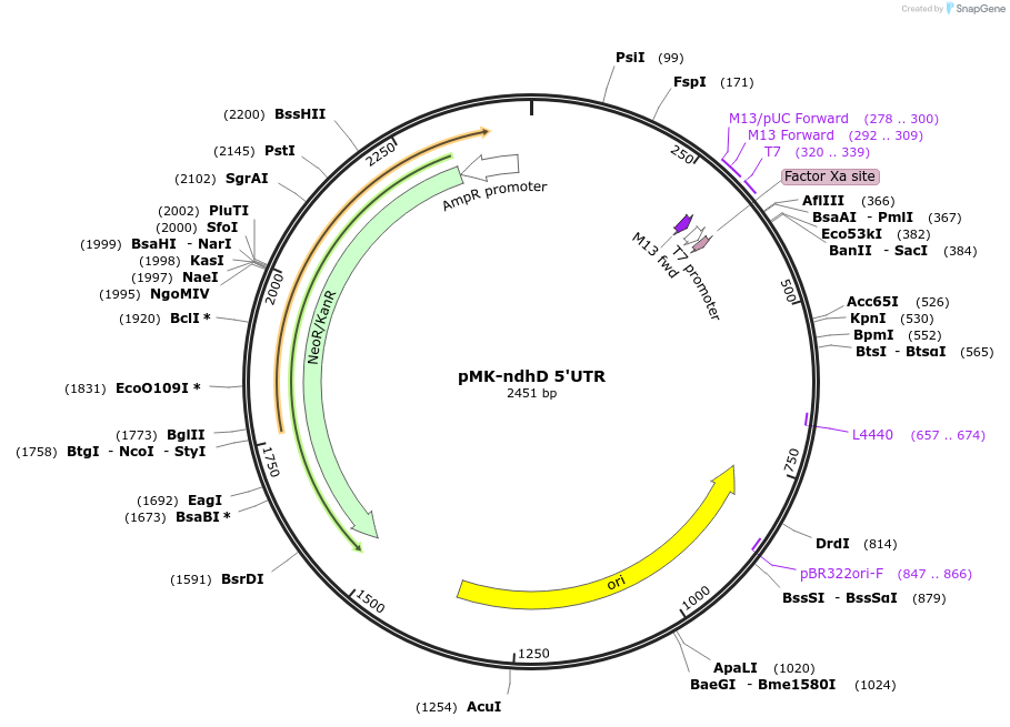 123531-plasmid-map-sequence-id-247920