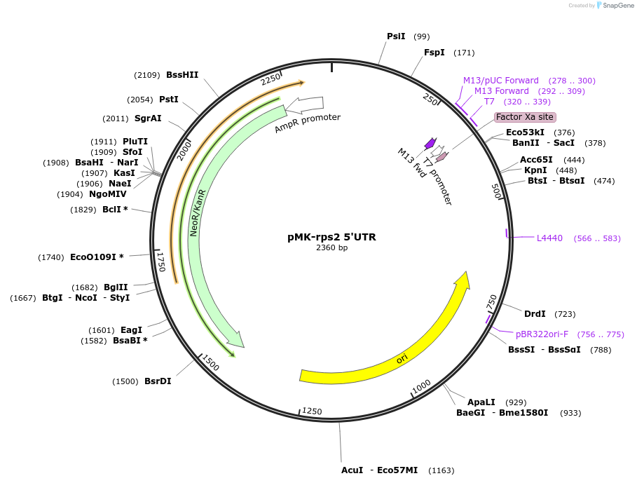123532-plasmid-map-sequence-id-247921