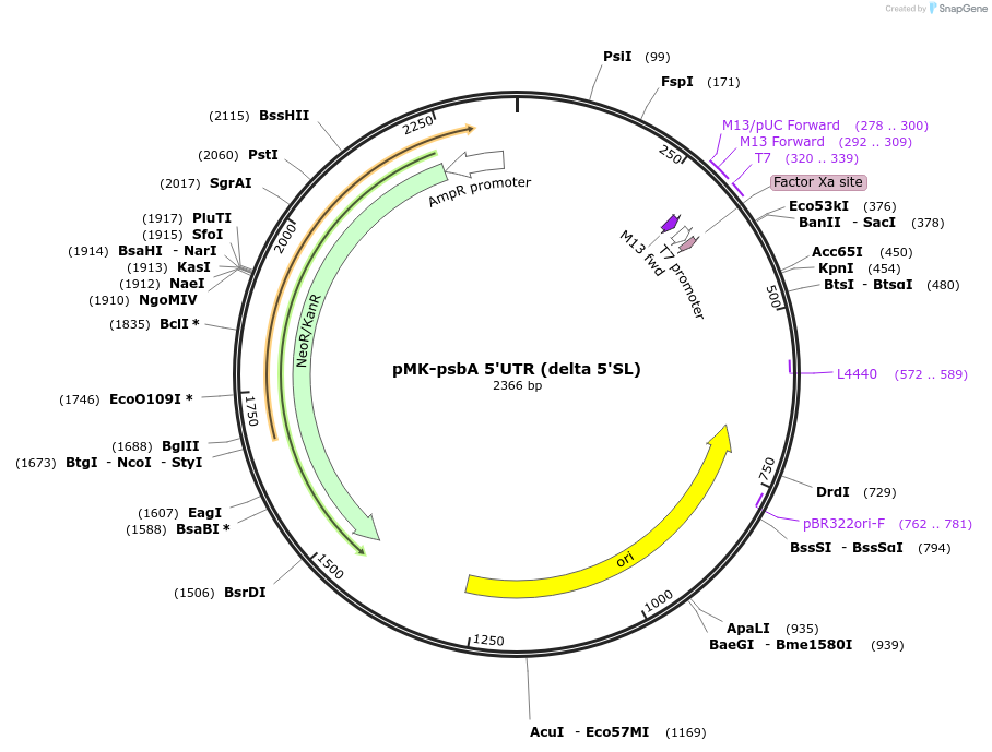 123541-plasmid-map-sequence-id-247931