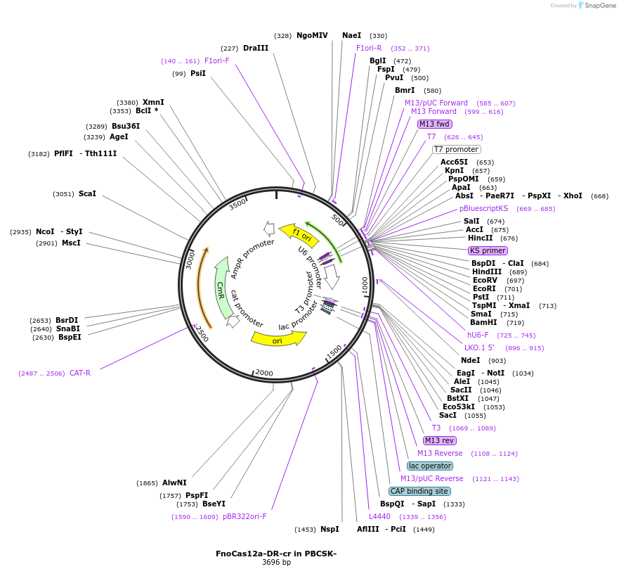 126642-plasmid-map-sequence-id-247953