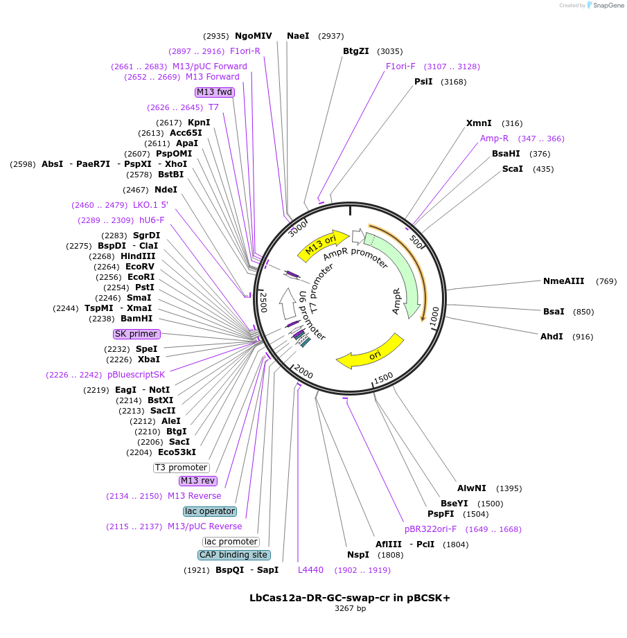 126643-plasmid-map-sequence-id-247955