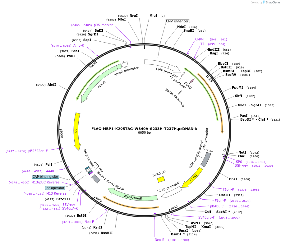 127400-plasmid-map-sequence-id-247959