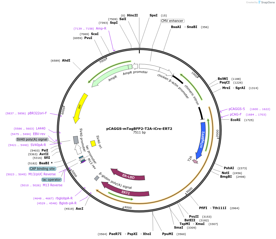 128168-plasmid-map-sequence-id-247960
