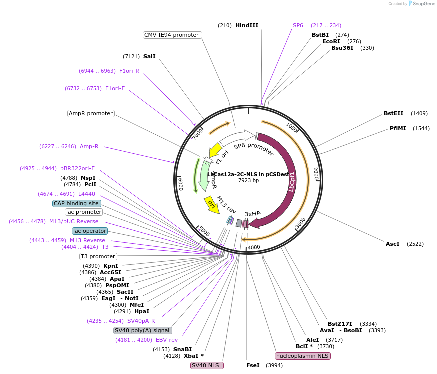 126638-plasmid-map-sequence-id-247967