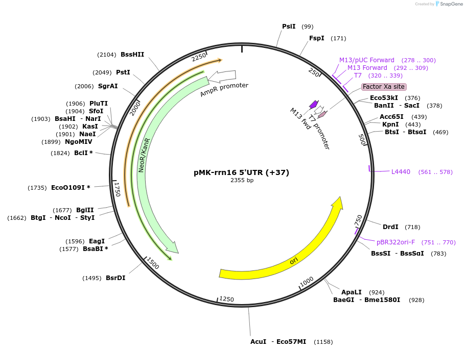 123550-plasmid-map-sequence-id-247976