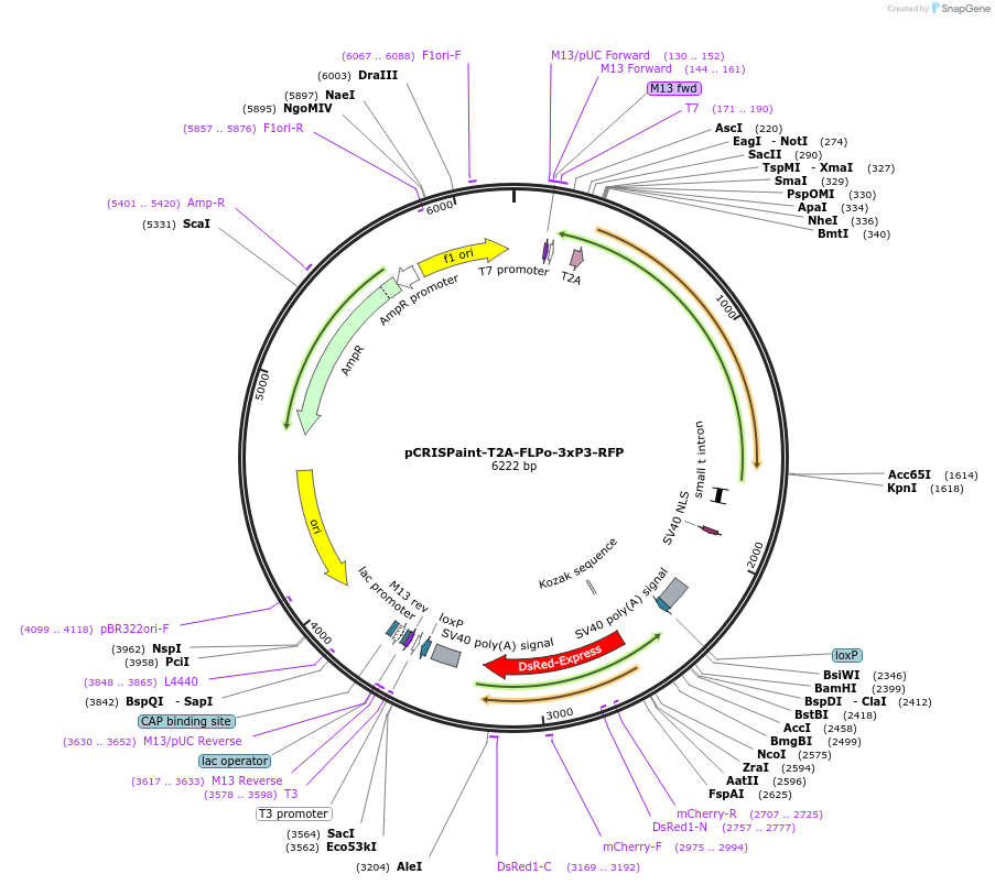 127561-plasmid-map-sequence-id-247978