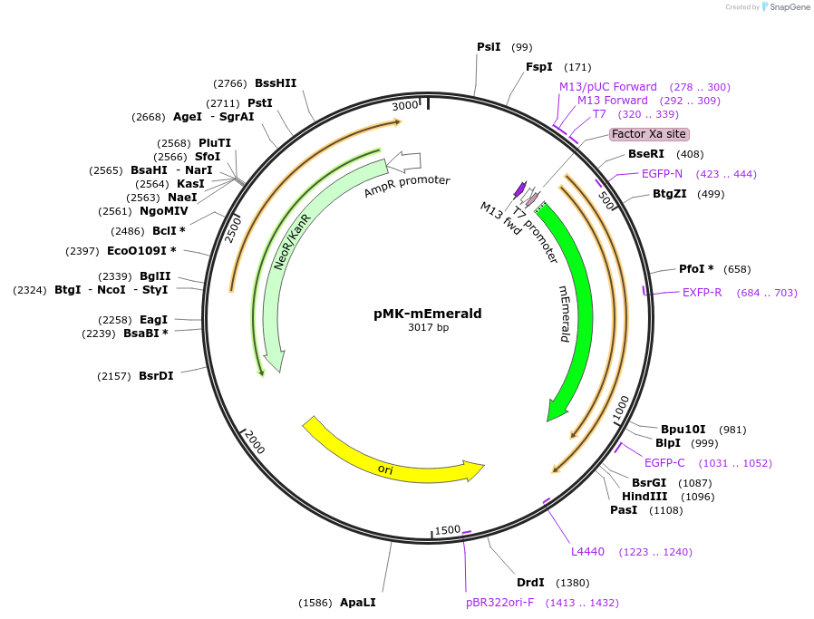 123556-plasmid-map-sequence-id-247984