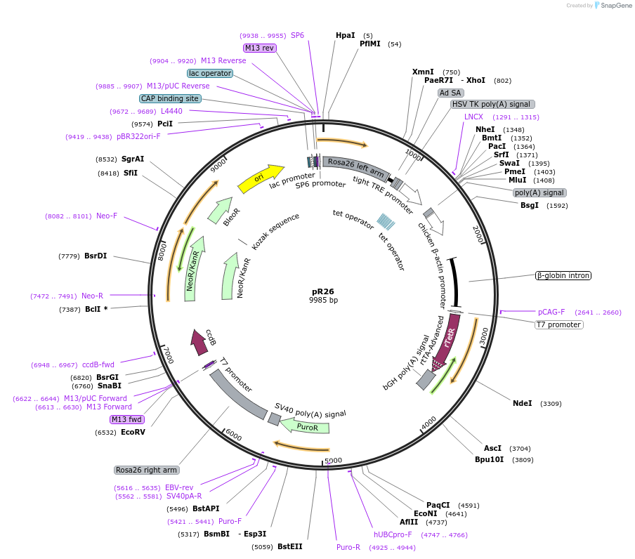 127372-plasmid-map-sequence-id-247988