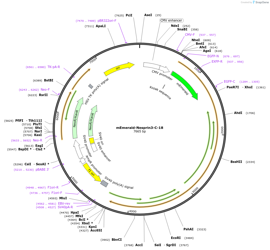 54203-plasmid-map-sequence-id-247990