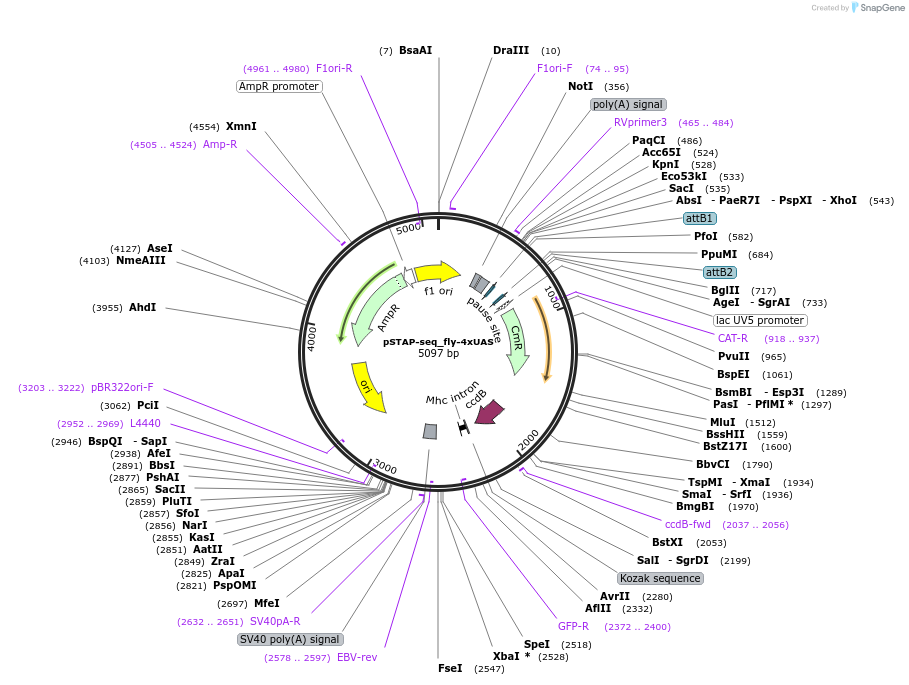 125149-plasmid-map-sequence-id-247994