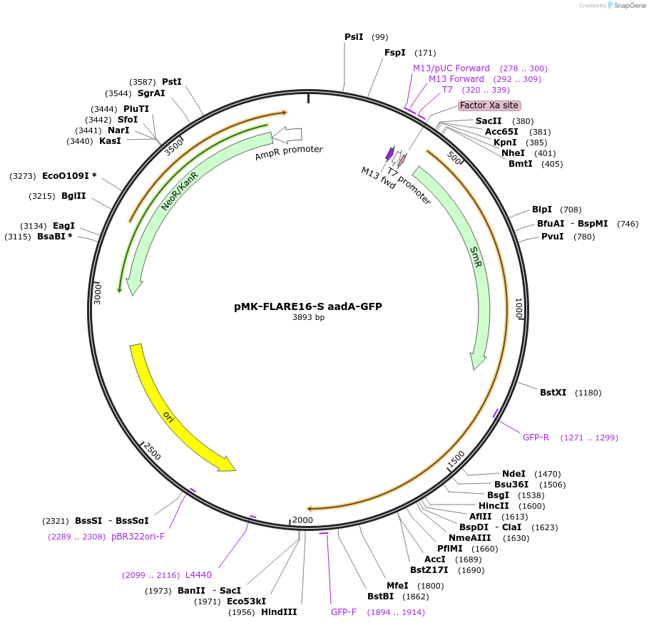 123562-plasmid-map-sequence-id-247995