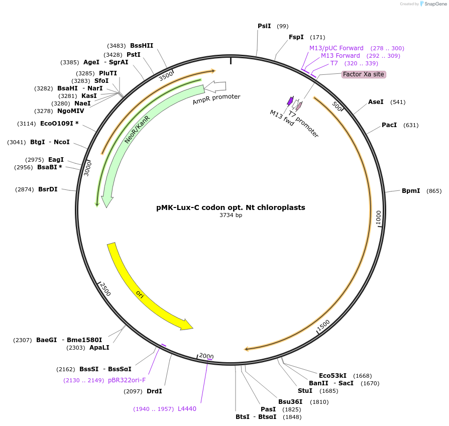 123563-plasmid-map-sequence-id-247996