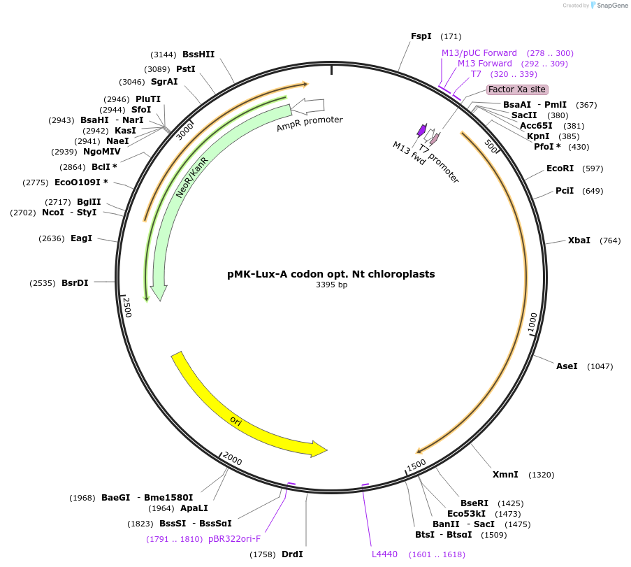123565-plasmid-map-sequence-id-248000