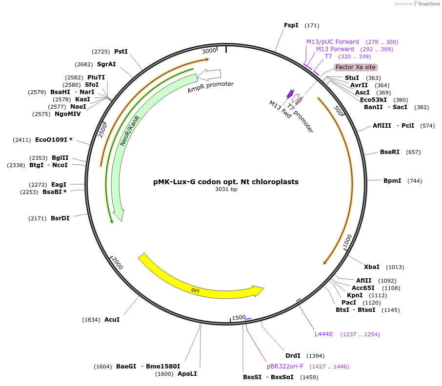 123568-plasmid-map-sequence-id-248003