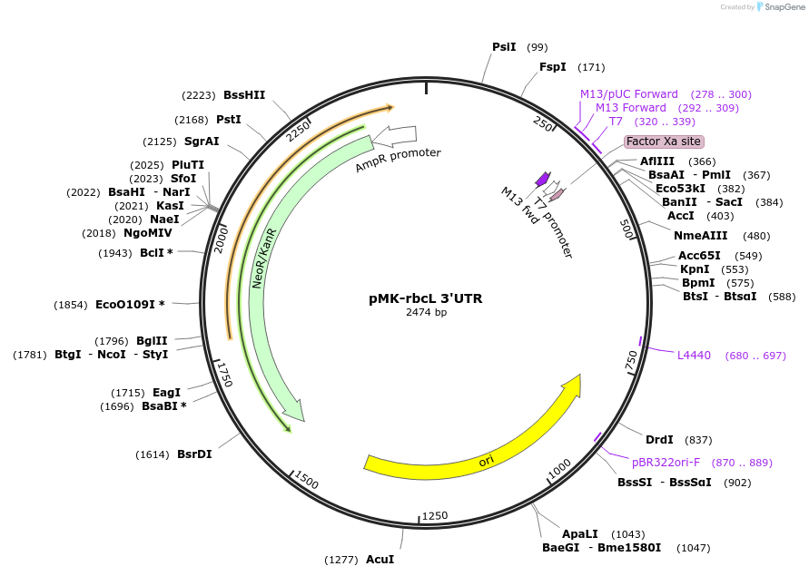 123570-plasmid-map-sequence-id-248006