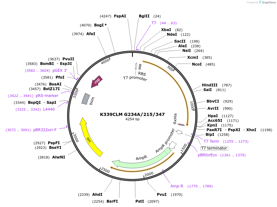 24449-plasmid-map-sequence-id-248010