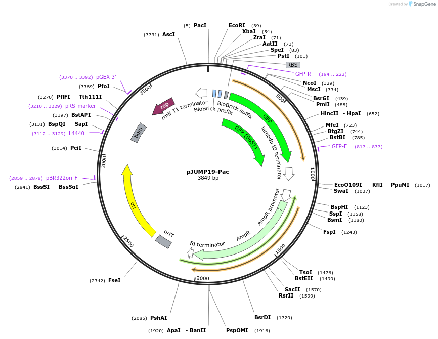 126957-plasmid-map-sequence-id-248013