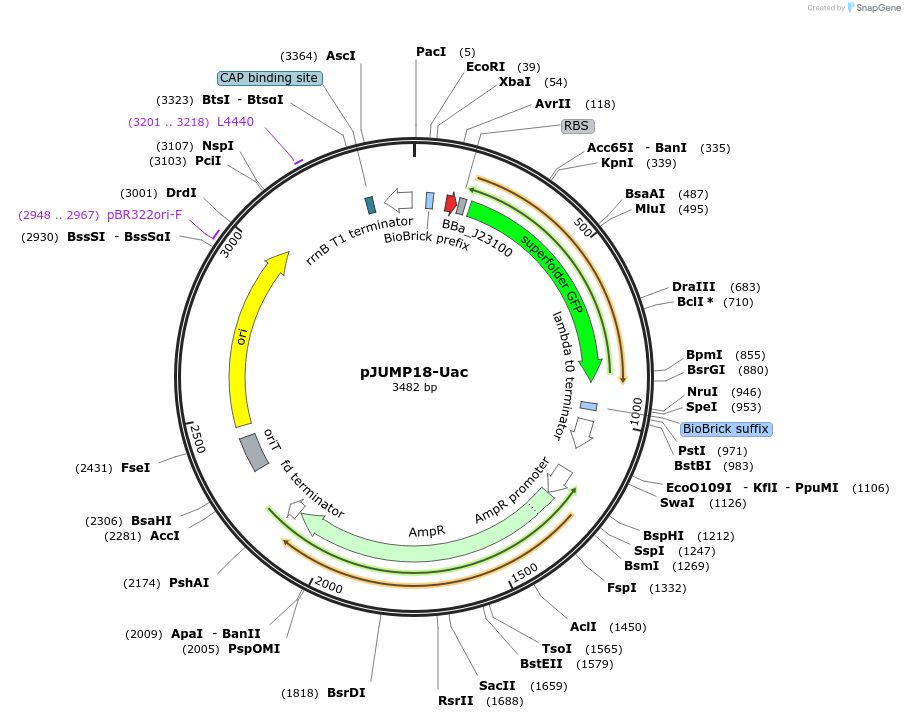 126959-plasmid-map-sequence-id-248015