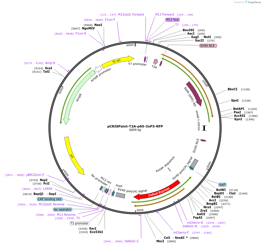 127565-plasmid-map-sequence-id-248019