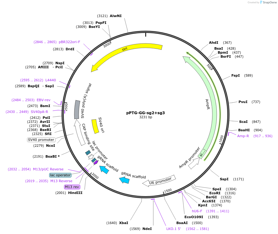 127199-plasmid-map-sequence-id-248025