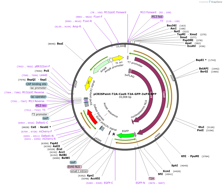 127560-plasmid-map-sequence-id-248026